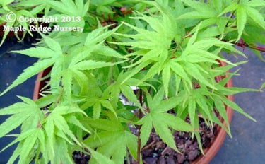 Acer palmatum 'Nishiki Sho' - mapleridgenursery